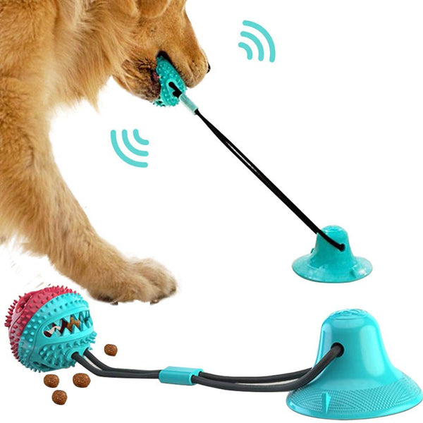 Dog playing with a toy